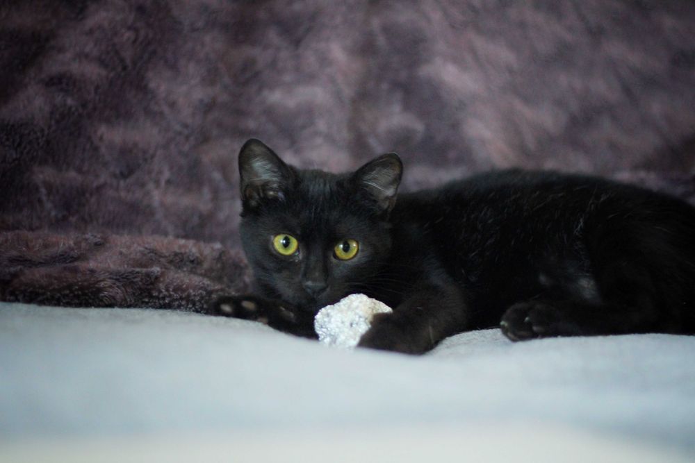 Lila i George- kocięta do adopcji