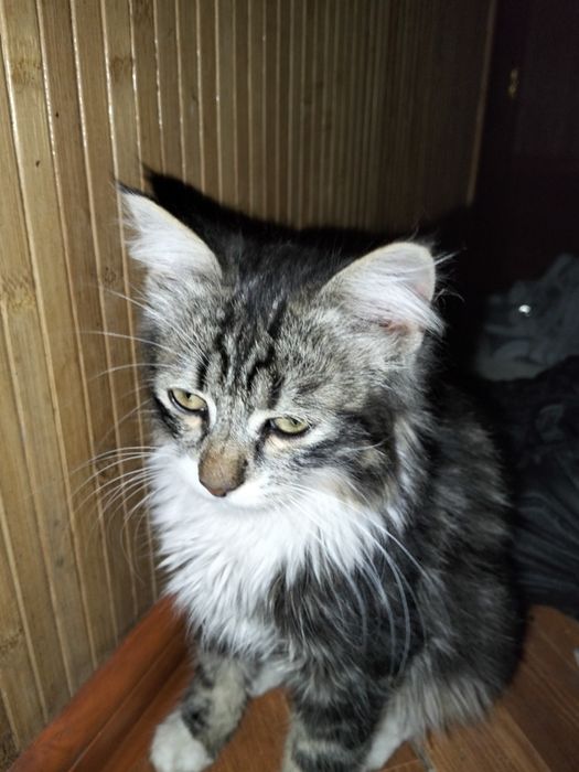 Котик в добрі руки(тигрик)