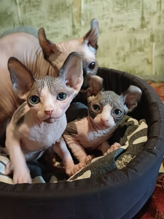 Продам котят сфинкс