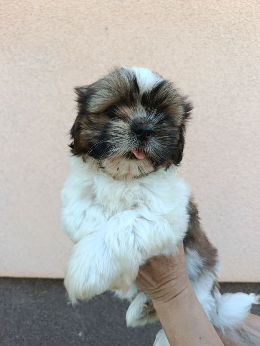 Szczeniaki shih tzu