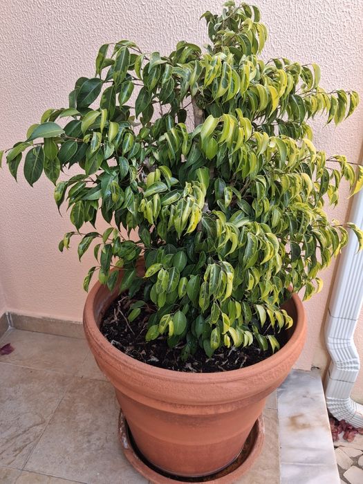 Vaso com planta novo diâmetro 50cm