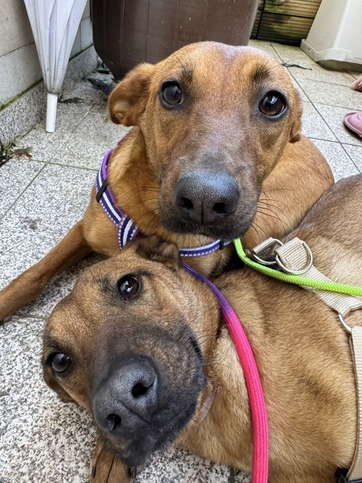 Dobbie e Sol adoção responsável