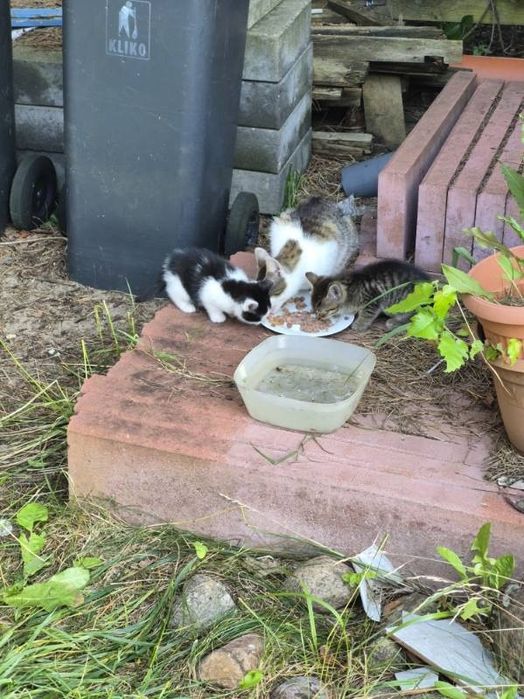 Kociaki do adopcji za darmo