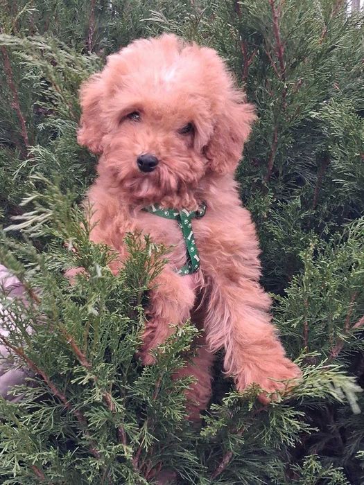 восхитительный мальчик красавчик