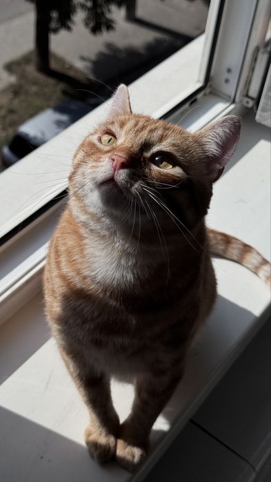 Кіт, котик, хлопчик безкоштовно в люблячу родину