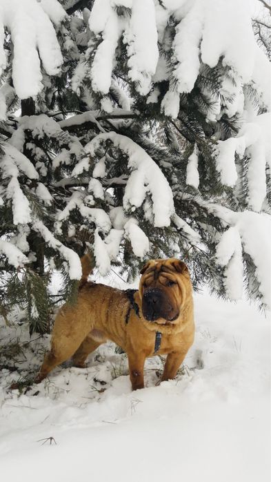 В'язка Шарпей розвязаний