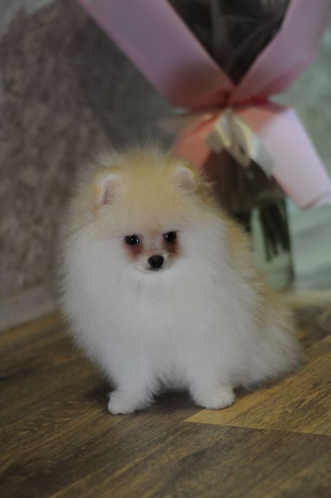 Крутезні ТОП ведмежата