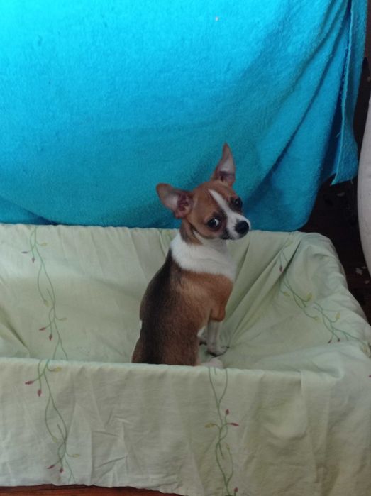 Щенки чихуахуа солнечные детки чихуахуа