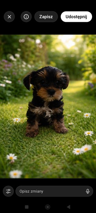 York terrier mini