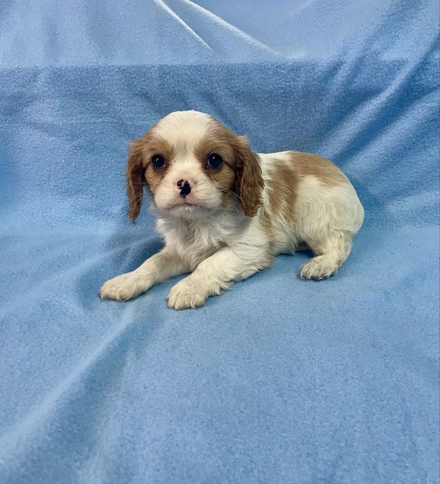 Cavalier king charles  LOP e Afixo