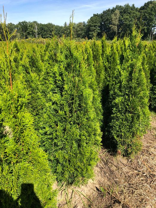 Tuja szmaragd, tuje od 80 do 250 cm! Thuja brabant do 270!