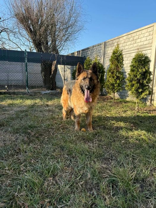 Lunka suczka w typie owczarka niemieciego do adopcji