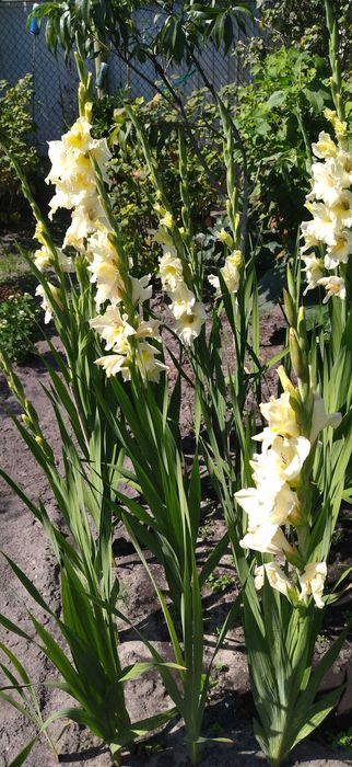 Гладиолус белый урожая 2025 с дачи, луковицы