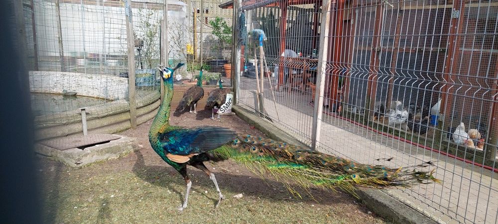 Pawie samce I samice zielone