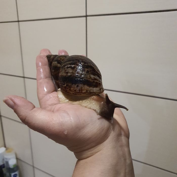 Ахатини, вік 1 рік