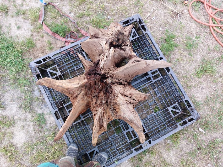 Korzeń ozdoba ogrodu