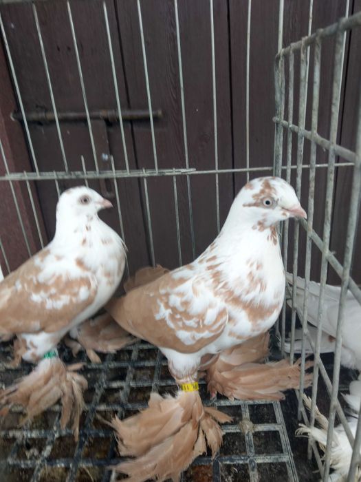 Gołębie izdobne widyny