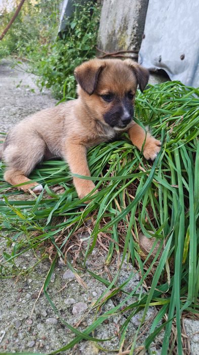 Oddam w dobre ręce trzy małe pieski