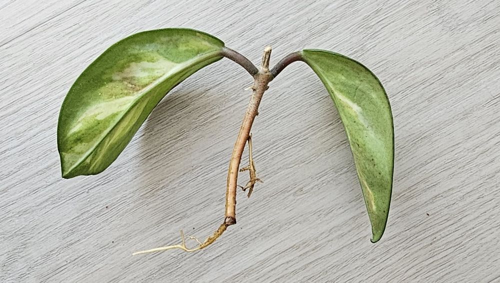 Hoja carnosa tricolor