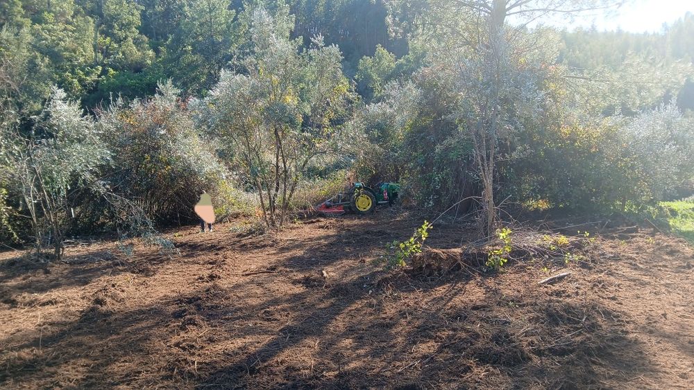 Serviços de silvicultura