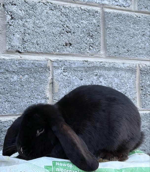 Sprzedam samczyki FB!