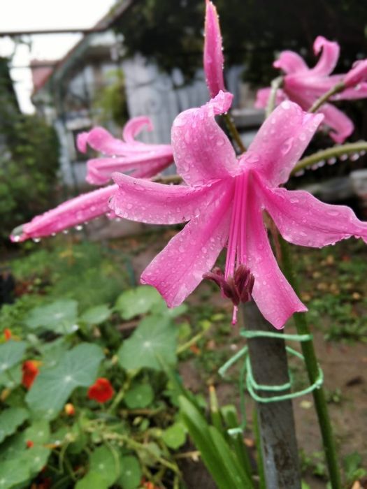 Цибулини Неріне Боудена