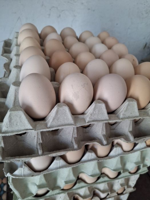 Świeże jajka zapraszam