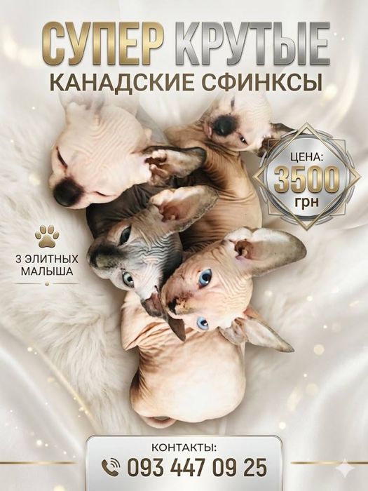 Котята канадского  сфинкса