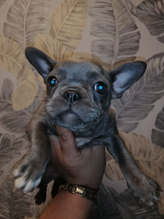 Французы дівчатка та хлопчики