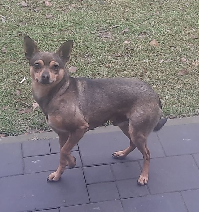 Oddam za darmo 3 lub 4 letniego pieska