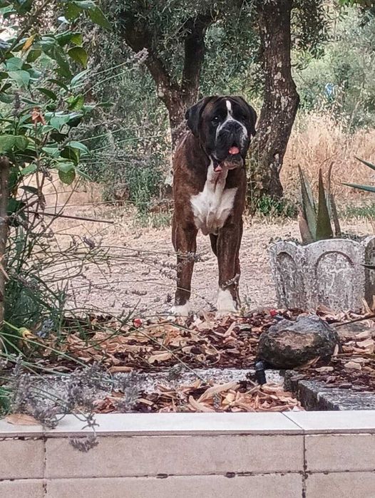 Boxer Acasalar LOP (apenas quero um dos cães)