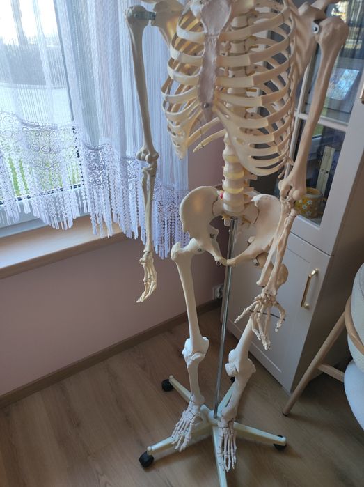 Anatomiczny model szkieletu ludzkiego