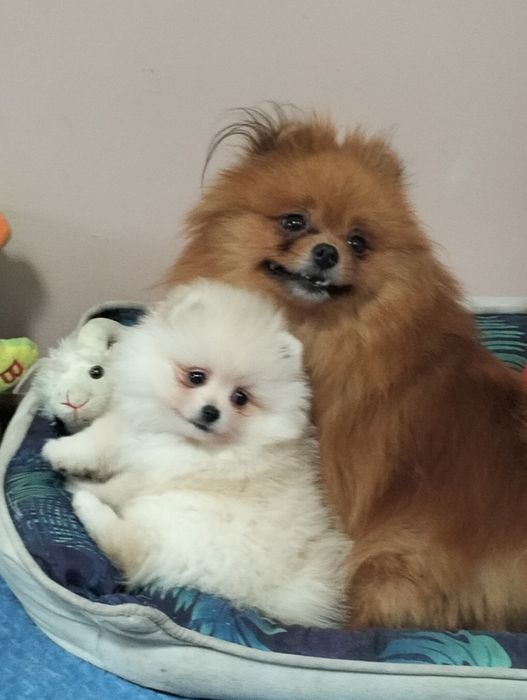 Szpic miniaturowy. Pomeranian. Piesek.