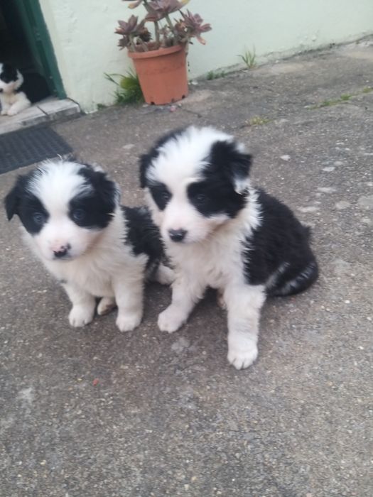 Border Collie com LOP/RI