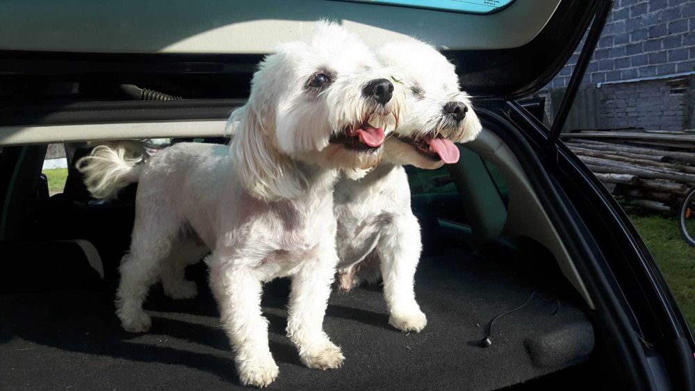 MALTAŃCZYK- suczka cudna bielutka kuleczka