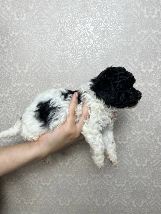 Чарівне цуценя мальтіпу