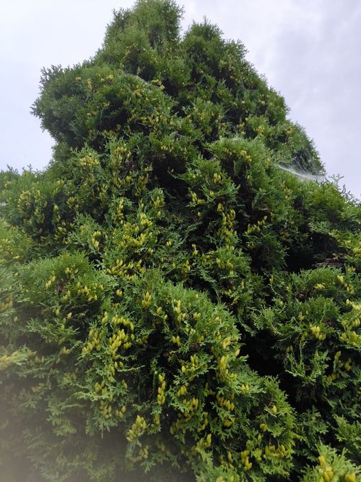 Soliter, drzewo, thuja