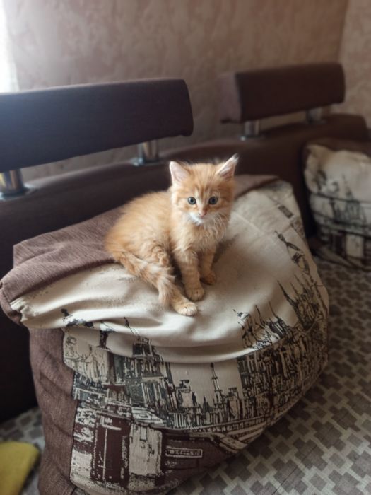 продається  пмаленьке кошеня