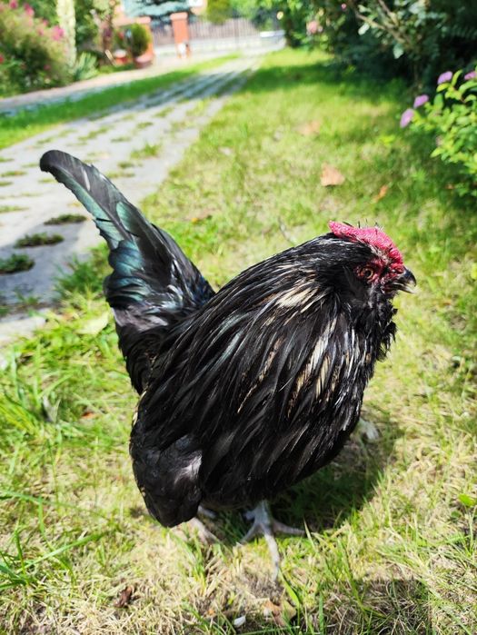 Kogut wąsacz antwerpski