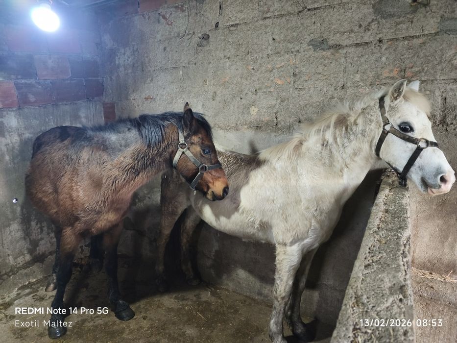 Weishi 2 éguas cheias