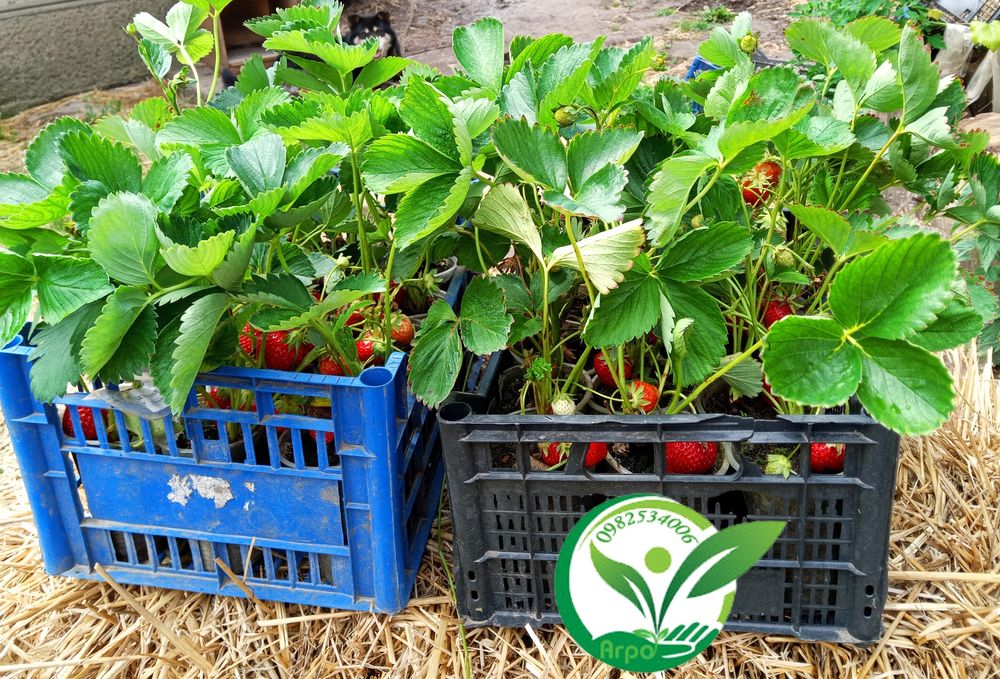 Полуниця копана і в стаканах, та горшках для дому сорт Загадка