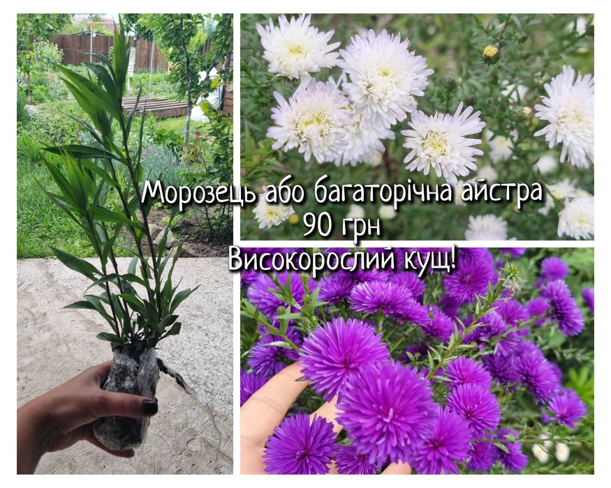 Саджанці квітів астра ромашка колокольчик саженцы