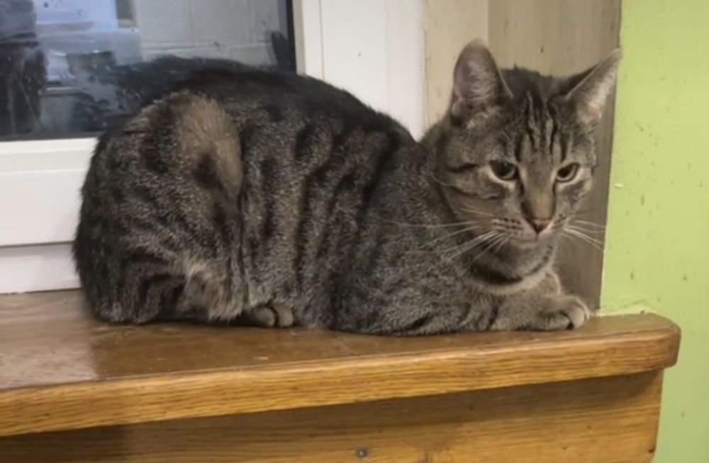 AGATEK – kocie serce ze złota szuka swojego człowieka
