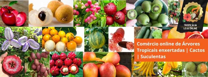 Kumquats Citrinos da Prosperidade Japão - Enxertados