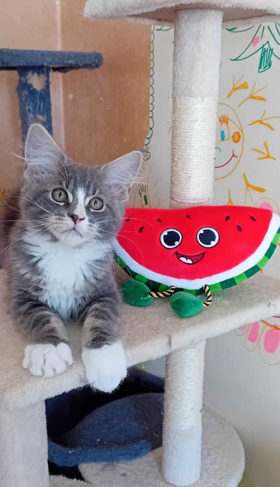 Kotek  Maine Coon o imieniu Eos