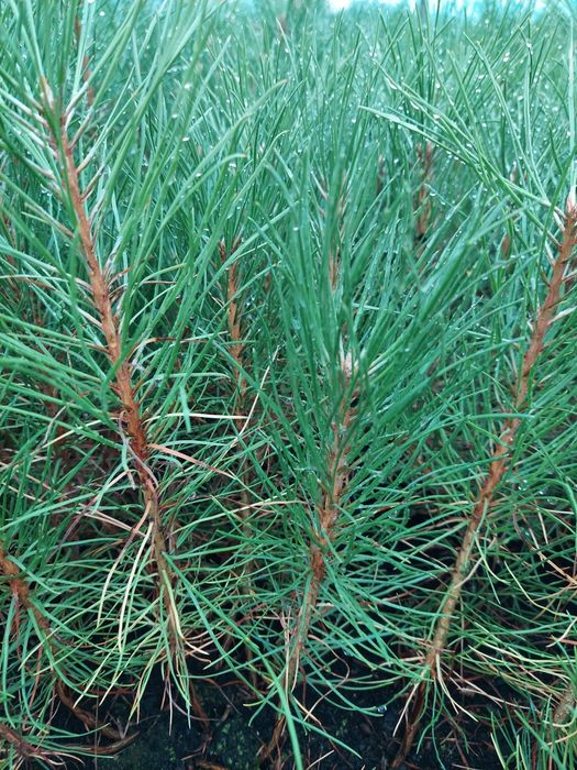 Саджанці Ялина, Сосна, Модрина