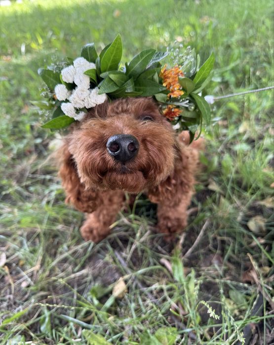 шукаємо дівчинку