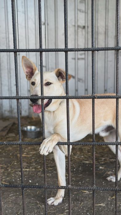 Собака, мальичк 1 год