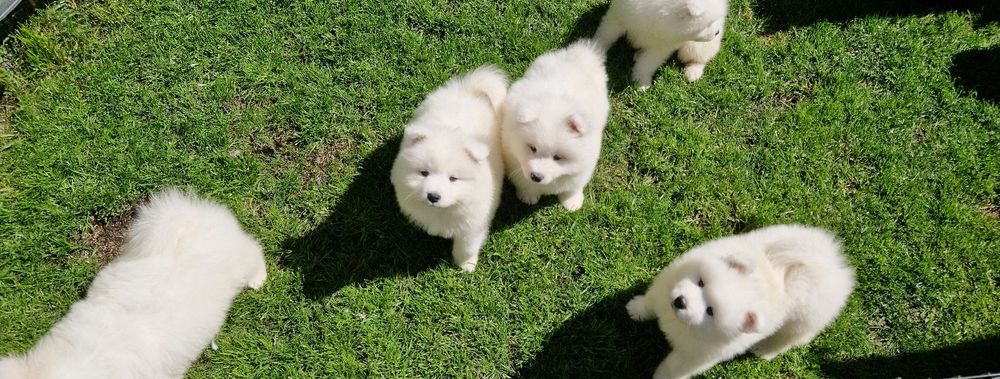 Śliczny  Samojed