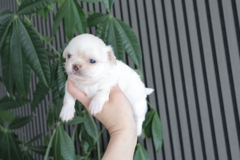 Chihuahua branco olhos azuis . Menino . Pêlo Longo.  Lindo demais.